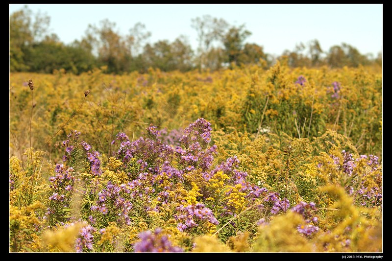 Field of Asters and Goldenrods