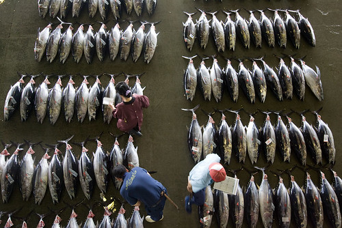 日本宮城縣氣沼市魚市場黑鮪魚貿易。（攝影：Alex Hofford）