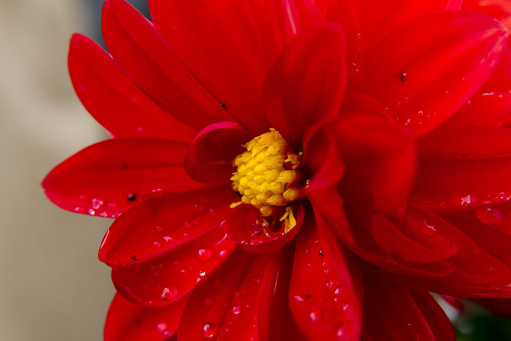 Red Flower in the Rain