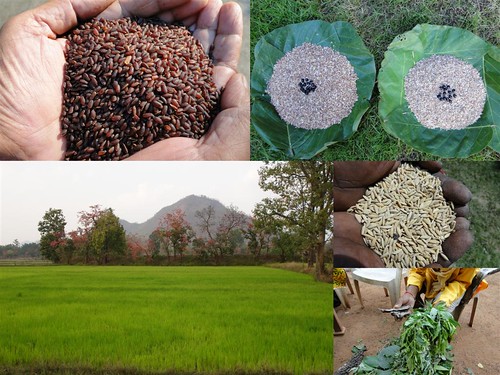 Validated and Potential Medicinal Rice Formulations for Hypertension (High Blood Pressure) and/with Diabetes mellitus Type 2 Complications (TH Group-284) from Pankaj Oudhia’s Medicinal Plant Database by Pankaj Oudhia