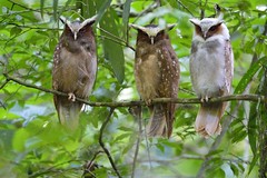 鴞  Owl