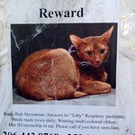 Missing cat