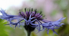 Blue Flower Dancing