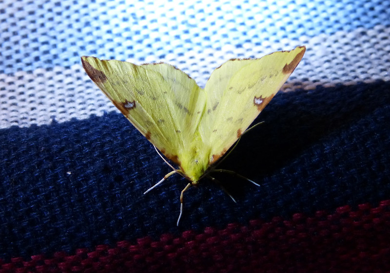 P1050808 - Brimstone Moth, Isle of Mull