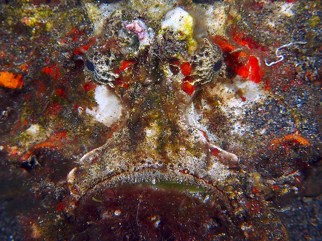 Amed Stonefish