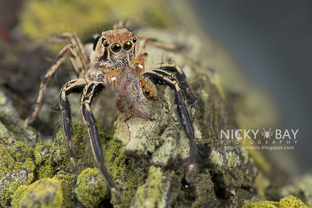 Jumping Spider (Salticidae) - DSC_4903