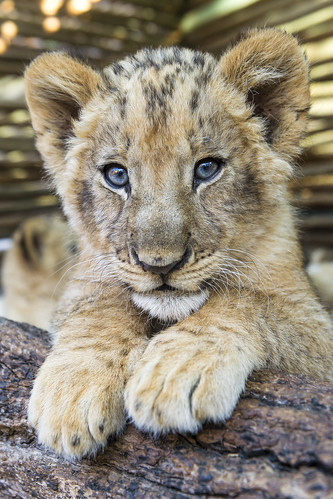 Lion cub posing on the log by Tambako the Jaguar