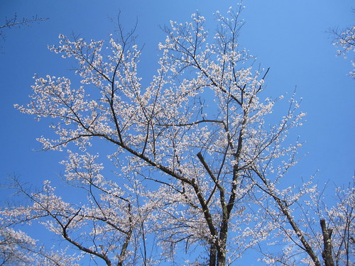 青空に映える桜（聖光寺） by Poran111
