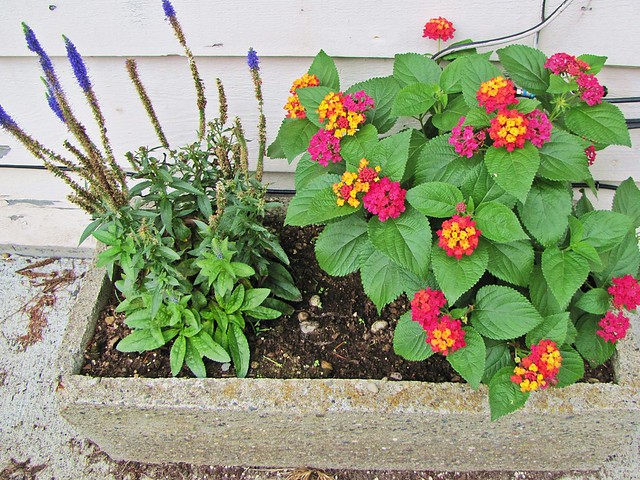 front yard planter
