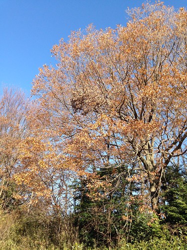 落葉の進む木々
