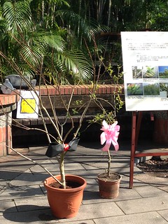 一公一母水社柳捐贈給台北市政府。