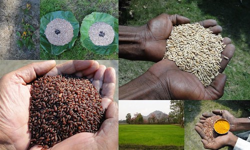 Validated and Potential Medicinal Rice Formulations for Hypertension (उच्च रक्तचाप) with Diabetes mellitus Type 2 (डायबीटीज) Complications (TH Group-330 special) from Pankaj Oudhia’s Medicinal Plant Database by Pankaj Oudhia