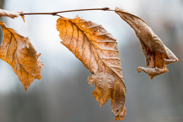 Winter beech leaf