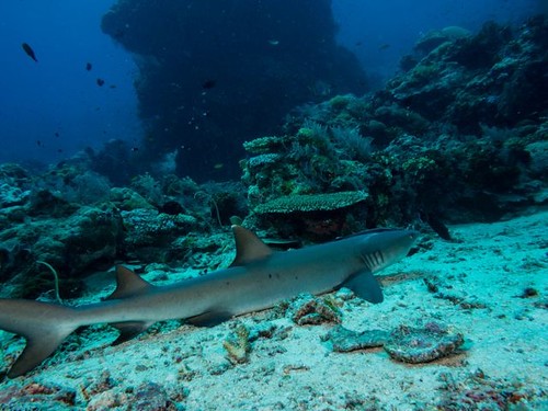 A white tip reef shark which we played hid and seek with. Got within 1m distance! by Ms N