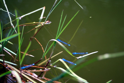 libellen - blau