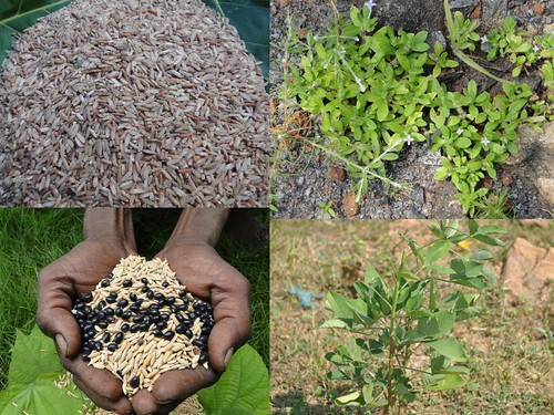 Potential Medicinal Rice Formulations for Cancer and Diabetes Complications and Revitalization of Pancreas (TH Group-128) from Pankaj Oudhia’s Medicinal Plant Database by Pankaj Oudhia
