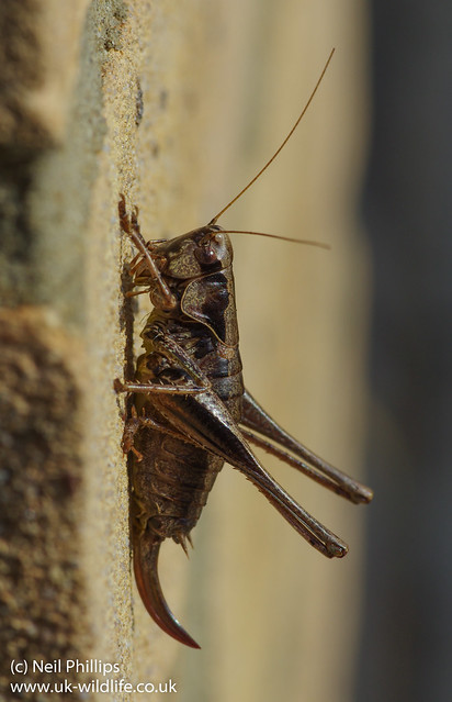 dark bush cricket-3