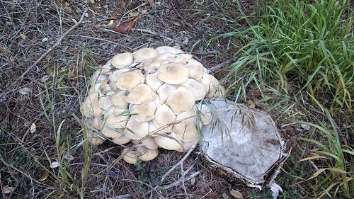 Bouqet of mushrooms
