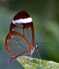 Tropical Butterflies 2014