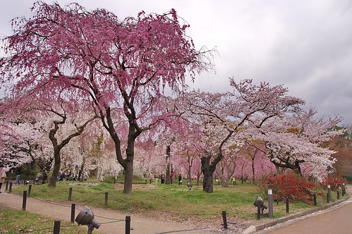 【写真】桜 : 京都府立植物園