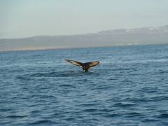 Iceland 2013 - Whale Watching
