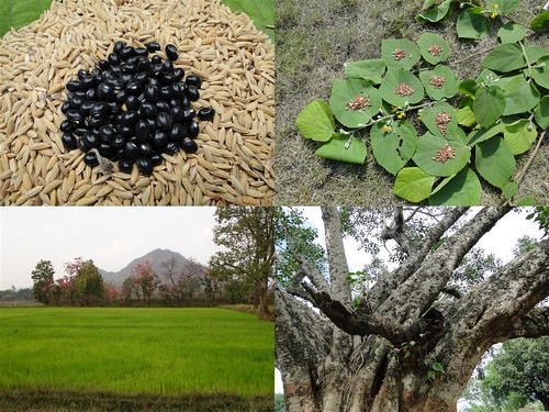 Medicinal Rice Formulations for Diabetes Complications, Heart and Kidney Diseases (TH Group-75) from Pankaj Oudhia’s Medicinal Plant Database by Pankaj Oudhia