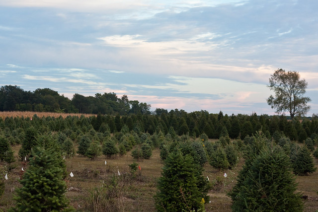 Piney Acres Christmas Tree Farm