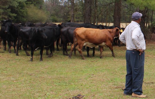 Angus beef cattle graze on the Leake County, Miss. ranch. NRCS photo.
