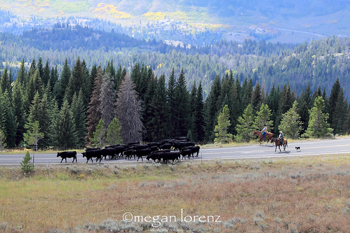 Cattle Drive by Megan Lorenz