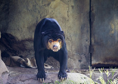 Bears in zoo's
