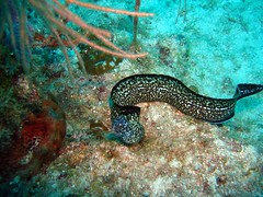 free swimming spotted moray