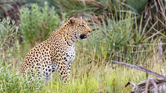 African Wildlife (Botswana)  - 2015