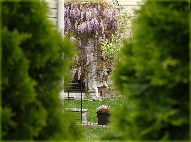 ~ wisteria on the back porch...