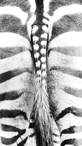 Zebra #1 schwarzweiß by 2ndlanguage