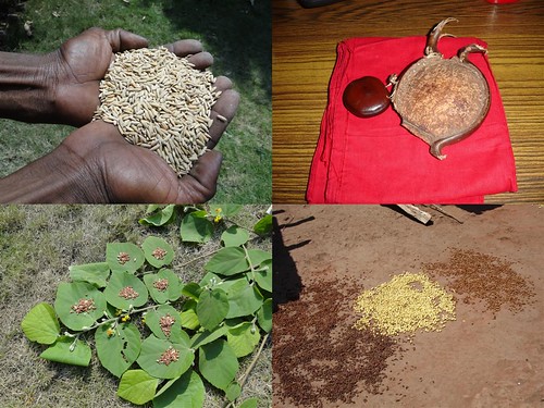 Medicinal Rice Formulations for Diabetes Complications and Heart Diseases (TH Group-59) from Pankaj Oudhia’s Medicinal Plant Database by Pankaj Oudhia