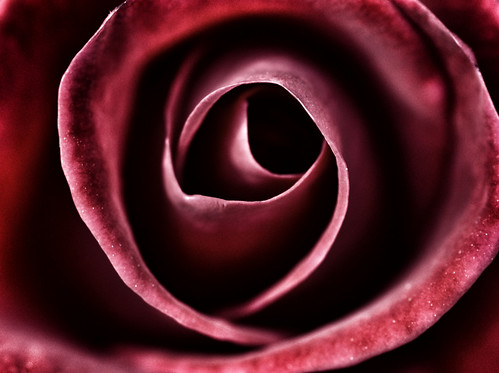 The Eye of a Rose