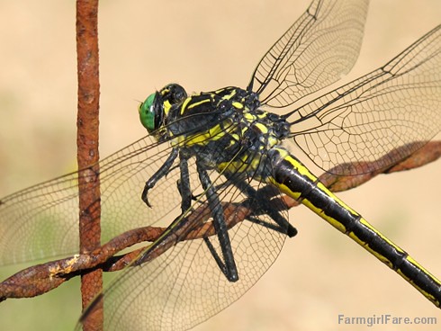 Dragonfly up close (7) - FarmgirlFare.com