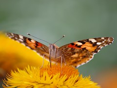 Chenilles & Papillons  / Caterpillars & Butterflies