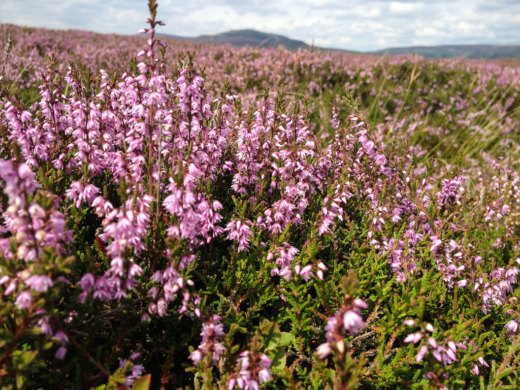 Heather and Grouse Moor