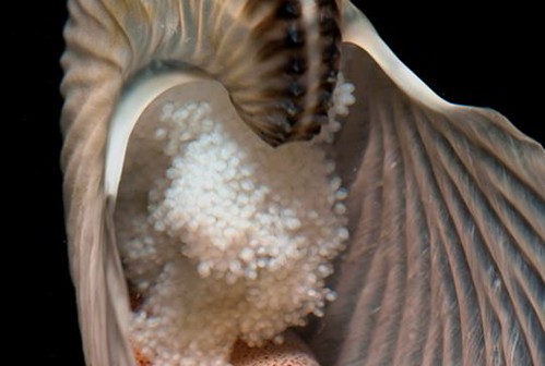 圖04、成串黏附在體殼背面的扁船蛸卵串。（圖片拍攝：李坤瑄）