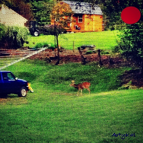NINE POINT Buck standing at the corner of our property, munching fallen apples! by Arty_Kat