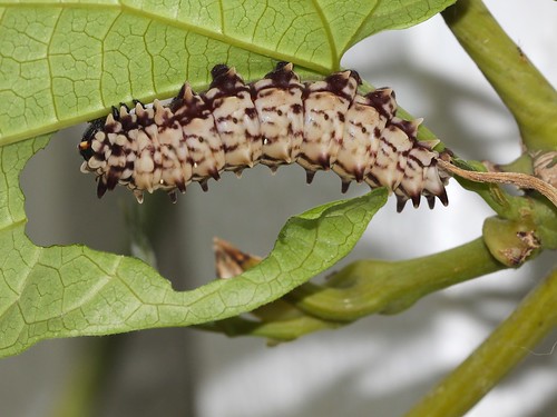 Caterpillar of Clearwing Swallowtail 7223
