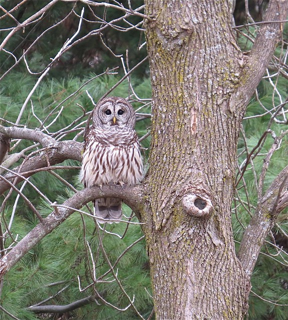 Barred Owl #2 at Evergreen Lake in McLean County