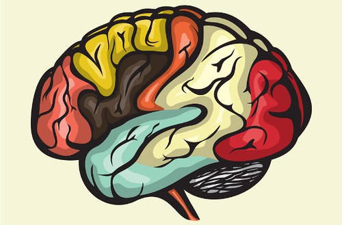 human-brain-lateral-view