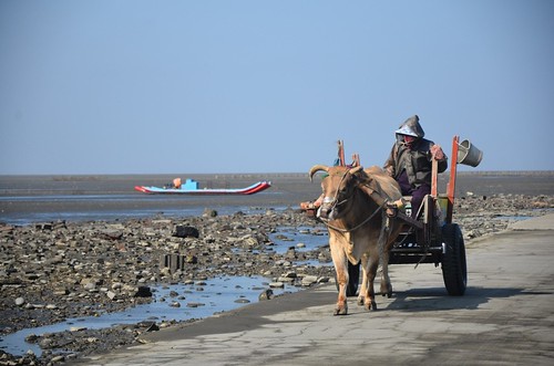 當地居民使用牛車載運牡蠣。（圖片來源：台灣環境資訊協會）