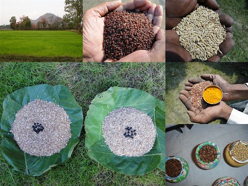 Validated and Potential Medicinal Rice Formulations for Hypertension (हाई ब्लड प्रेशर) with Diabetes mellitus Type 2 (Madhumeh) Complications (TH Group-310 special) from Pankaj Oudhia’s Medicinal Plant Database by Pankaj Oudhia