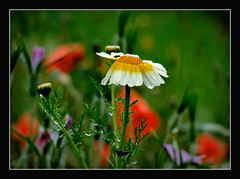 in der Blumenwiese --- in the Flower-meadow
