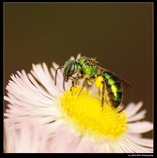 Metallic Green Bee (Genus Agapostemon)