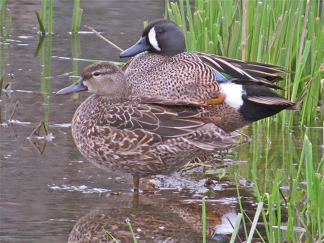 Blue-winged Teal at Evergreen Lake in McLean County, IL 03