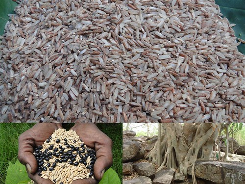 Medicinal Rice Formulations for Pancreas Revitalization and Cancer and Diabetes Complications (TH Group-123 special) from Pankaj Oudhia’s Medicinal Plant Database by Pankaj Oudhia